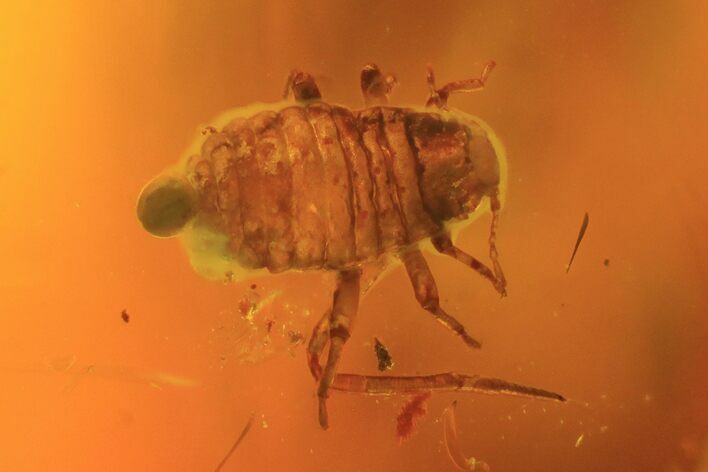 Fossil Aphid (Sternorrhyncha) In Baltic Amber #73377